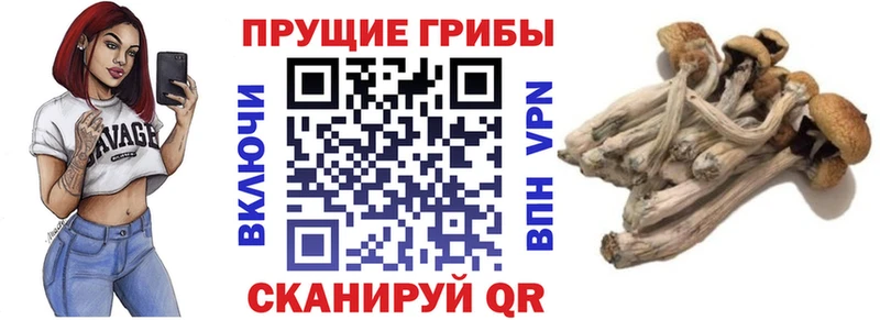 Купить закладки  Назарово  Галлюциногенные грибы Cubensis 